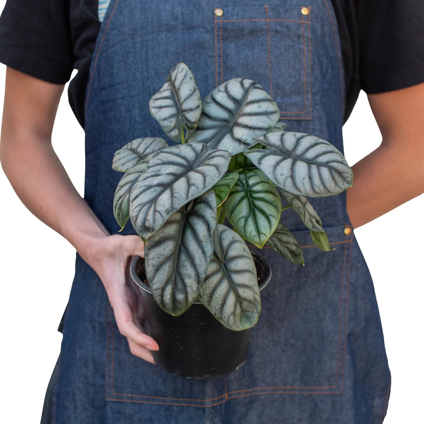 Alocasia Silver Dragon – view 5