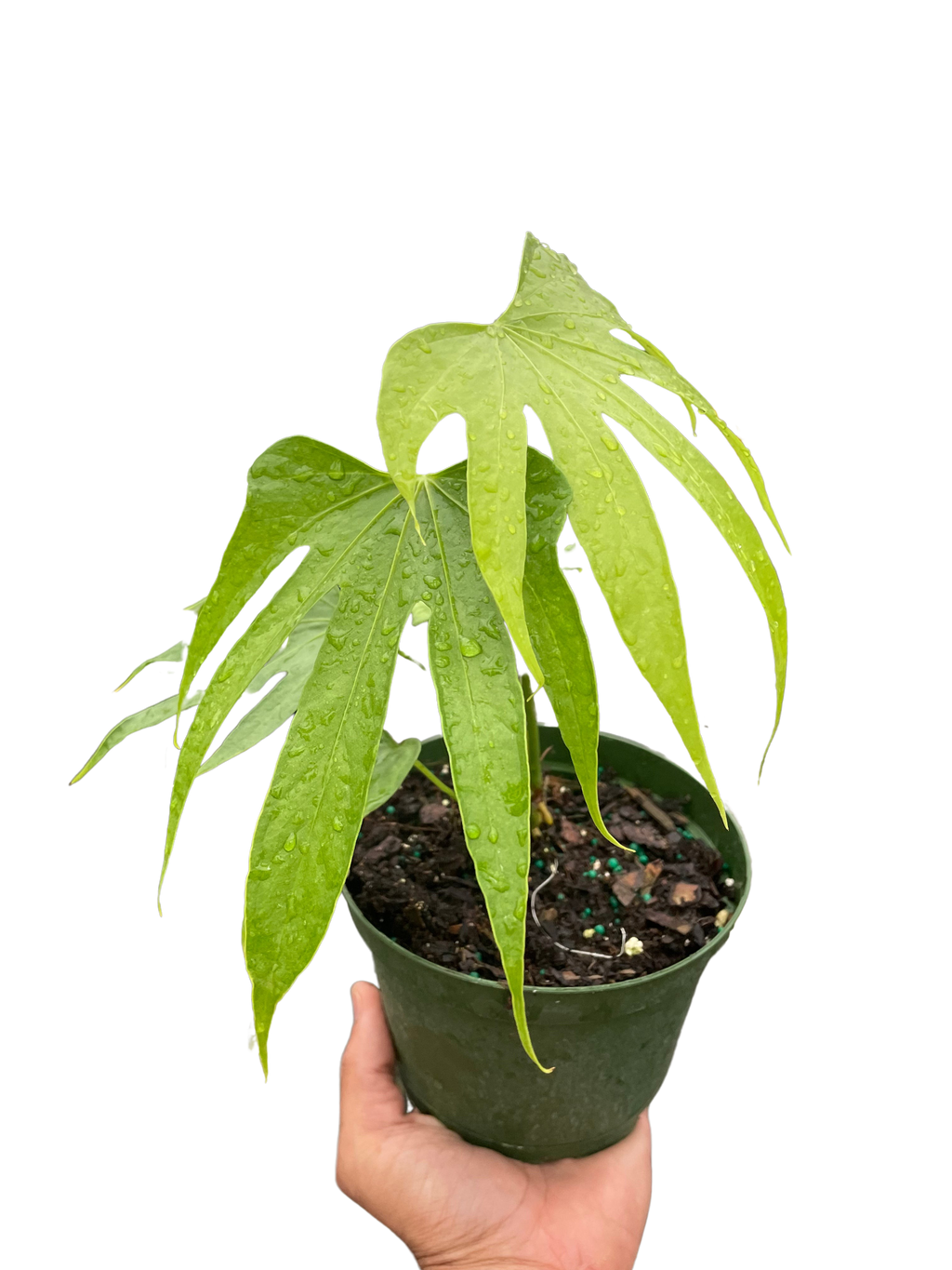 Anthurium Fingers – view 4