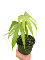 Anthurium Fingers – view 4