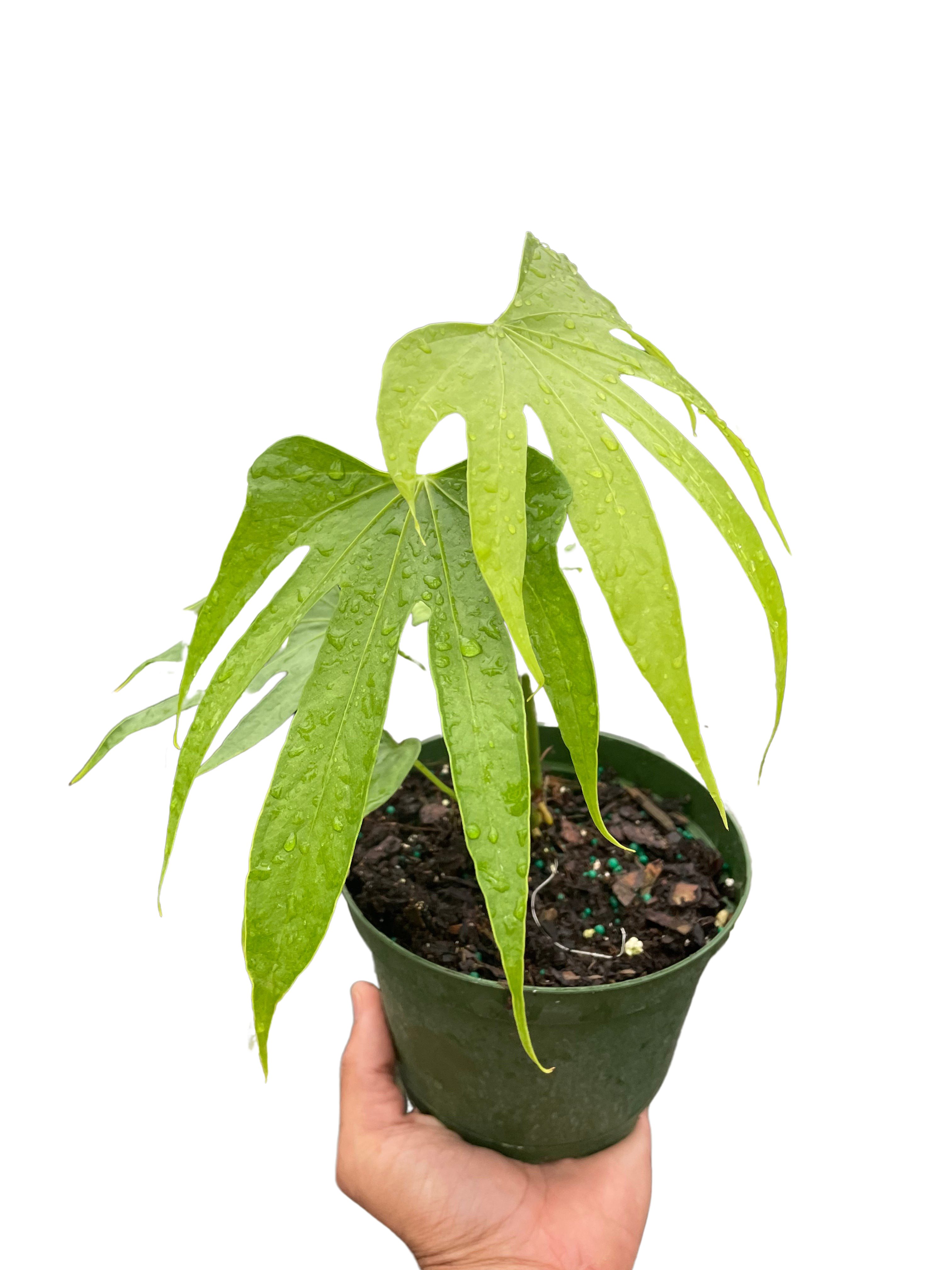 Anthurium Fingers – view 4