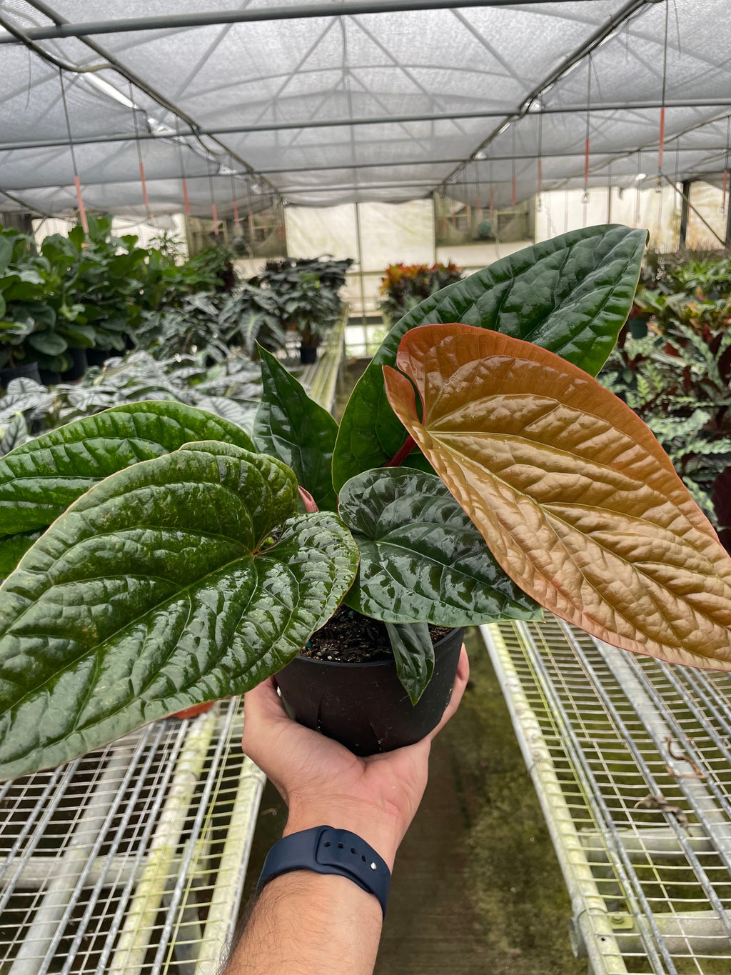 Anthurium 'Radicans x Luxurians' – view 5