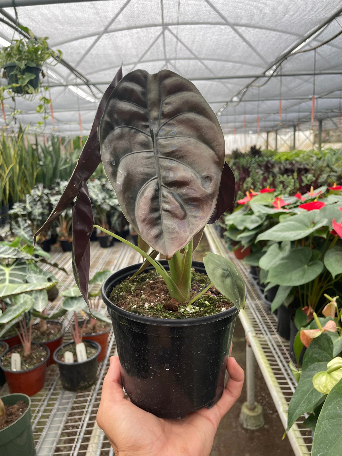 Alocasia 'Red Secret' – view 3
