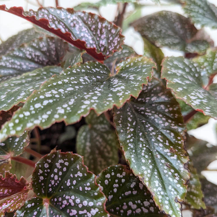 Begonia 'Corallina' – view 2