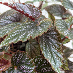 Begonia 'Corallina' – view 2