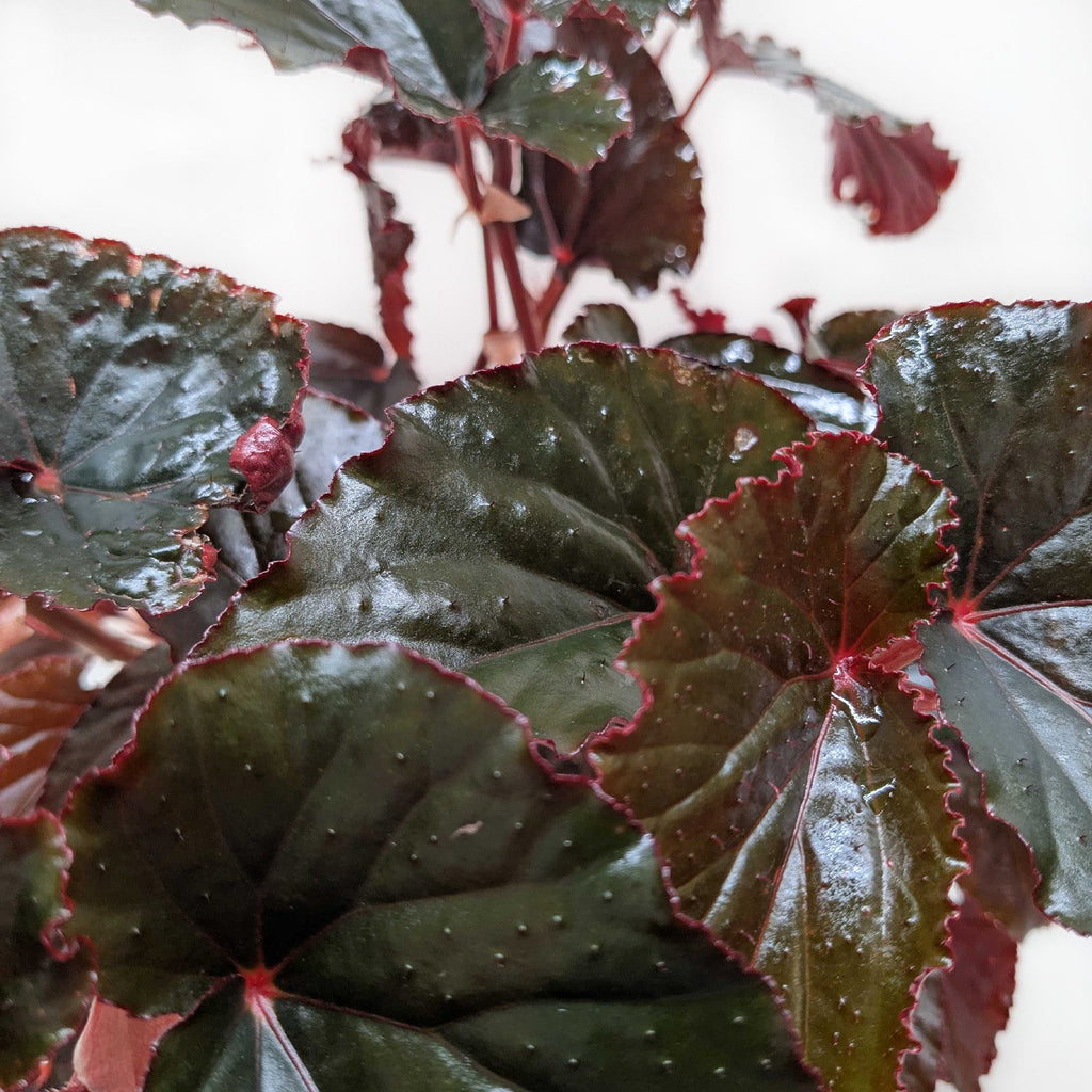 Begonia 'Black Magic' by House Plant Dropship