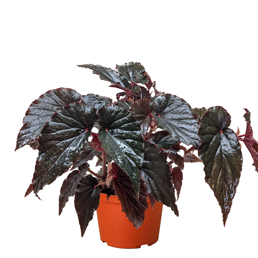 Begonia 'Black Magic' by House Plant Dropship