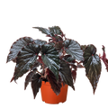 Begonia 'Black Magic' by House Plant Dropship