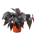 Begonia 'Black Magic' by House Plant Dropship
