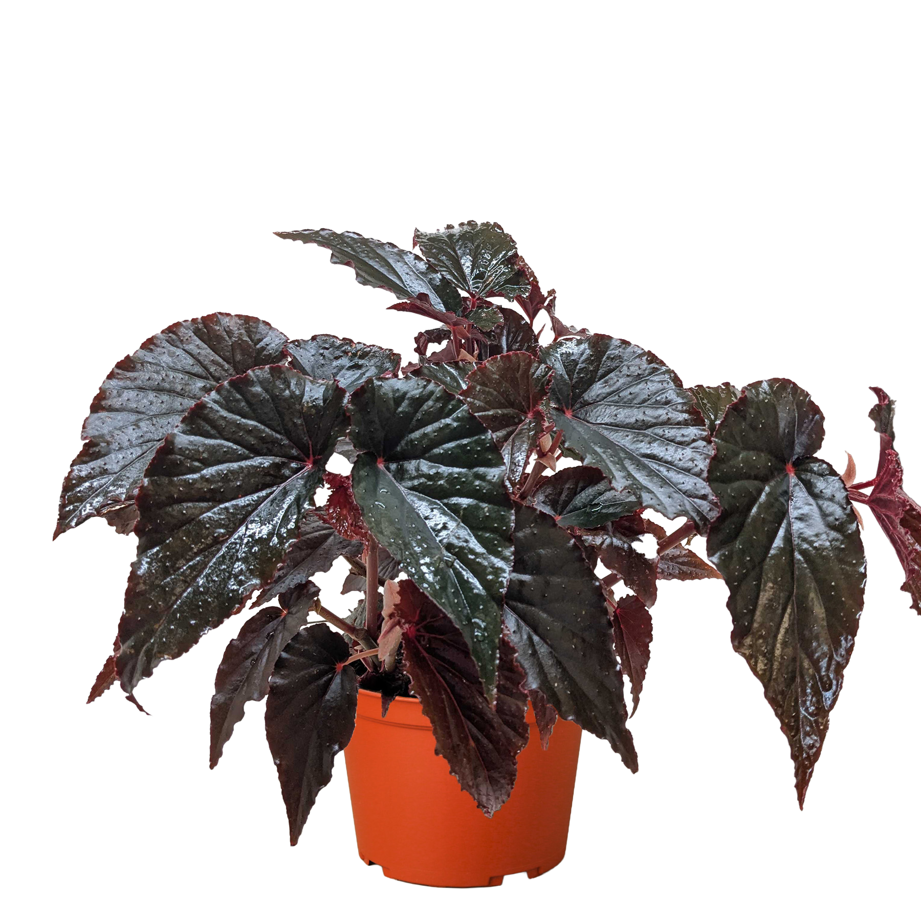 Begonia 'Black Magic' by House Plant Dropship