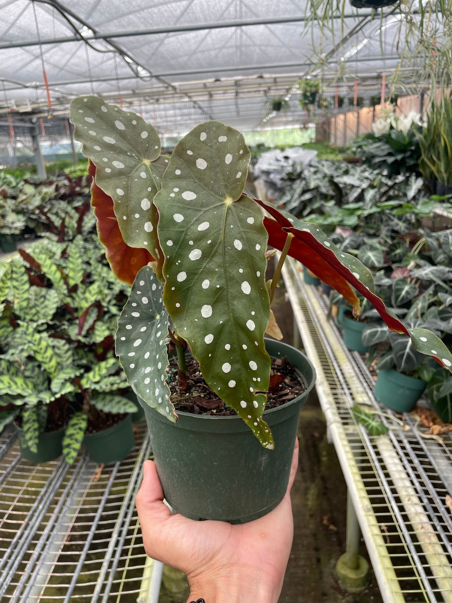 Begonia 'Maculata' – view 3