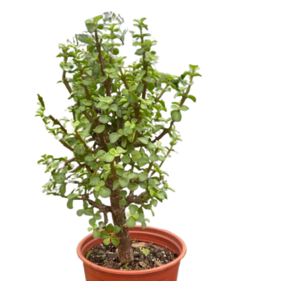 Bonsai Jade Dwarf Green Live Plant