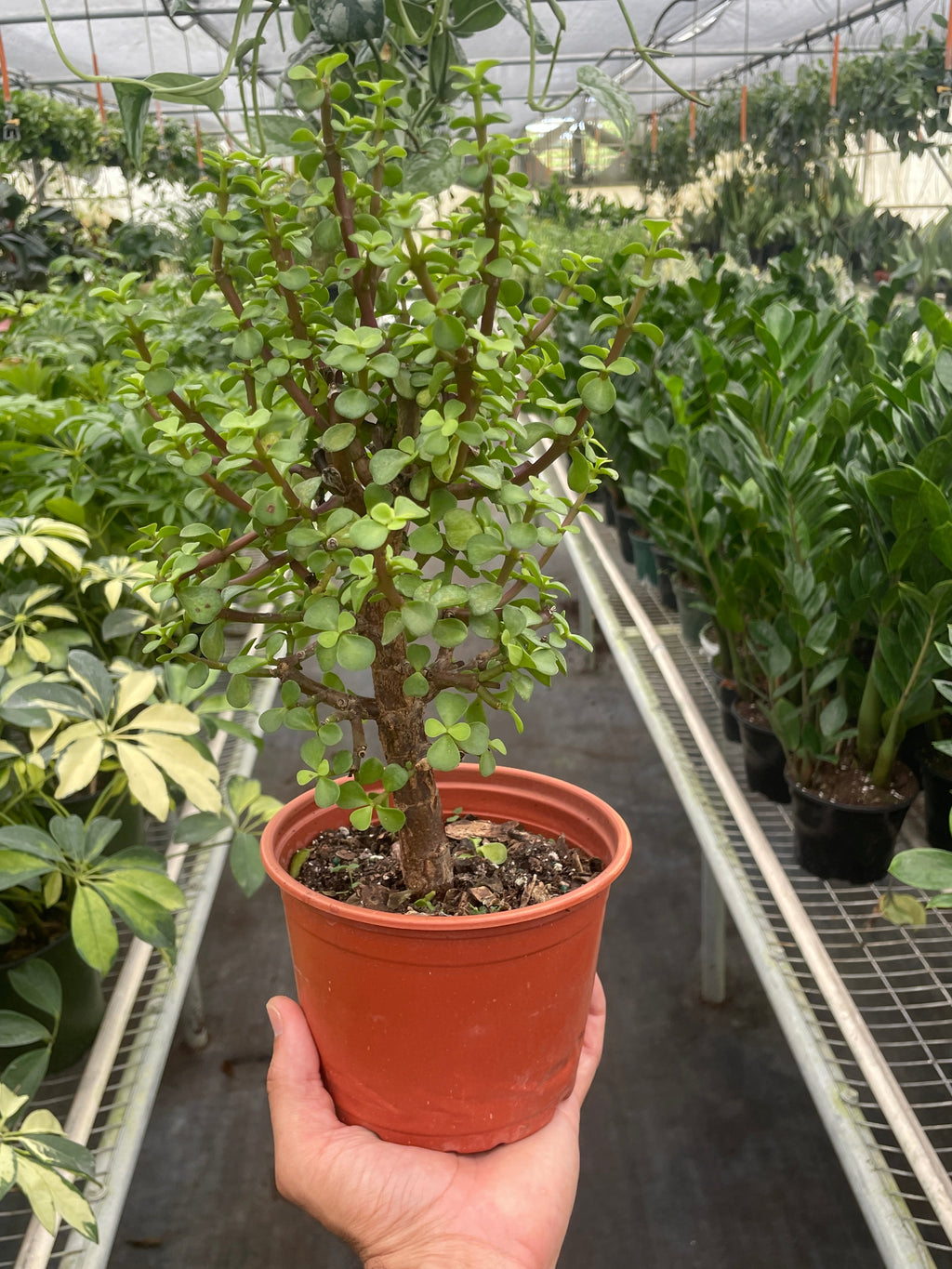 Bonsai Jade Dwarf Green Live Plant
