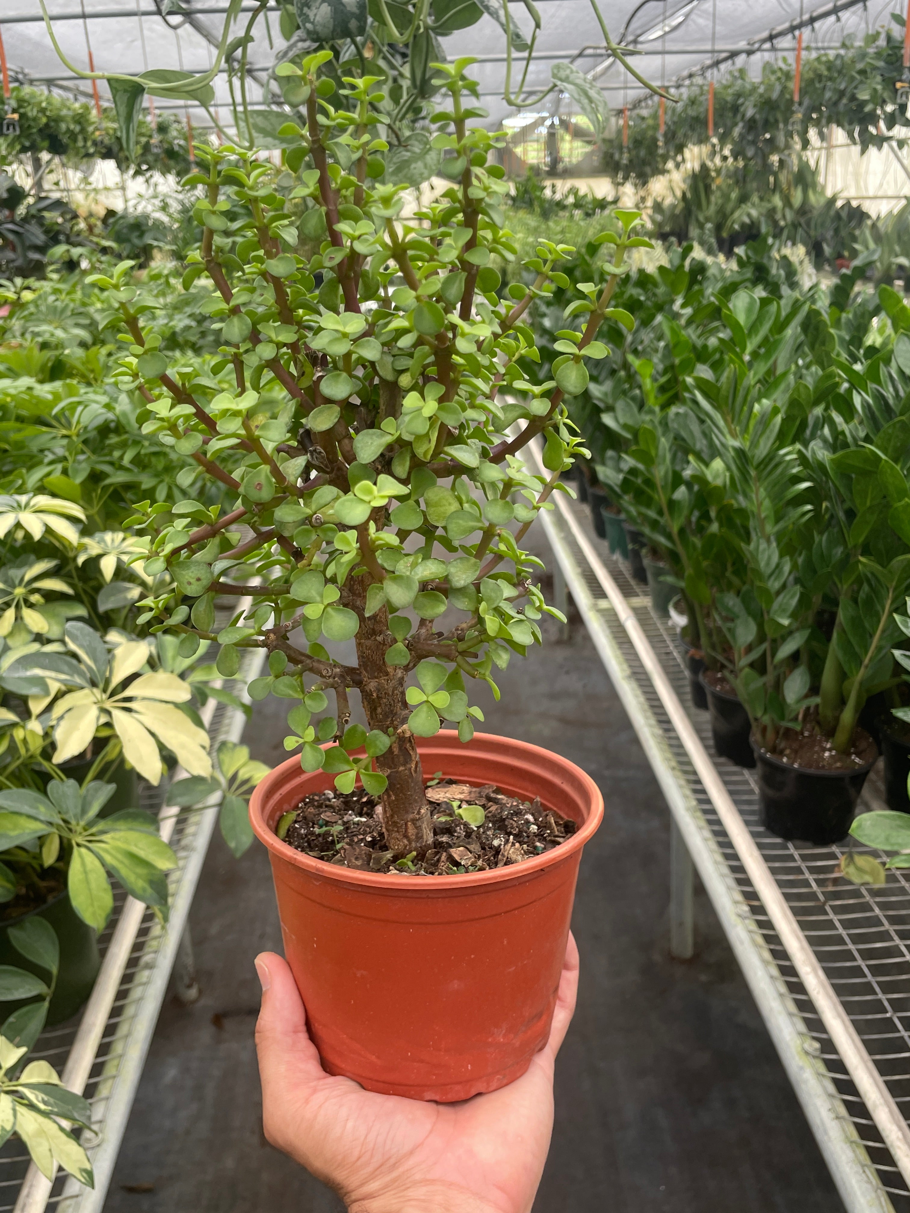 Bonsai Jade Dwarf Green Live Plant