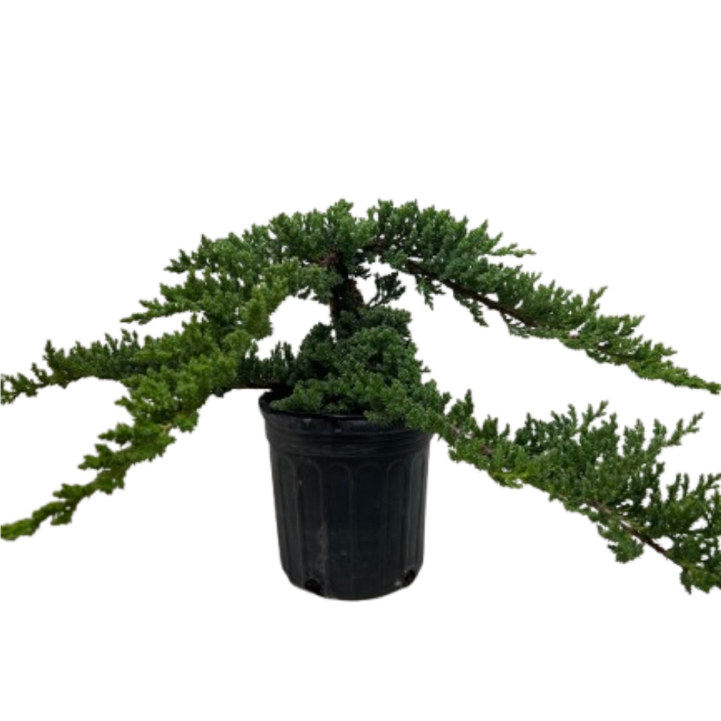 Bonsai Juniper – view 2