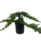 Bonsai Juniper – view 2