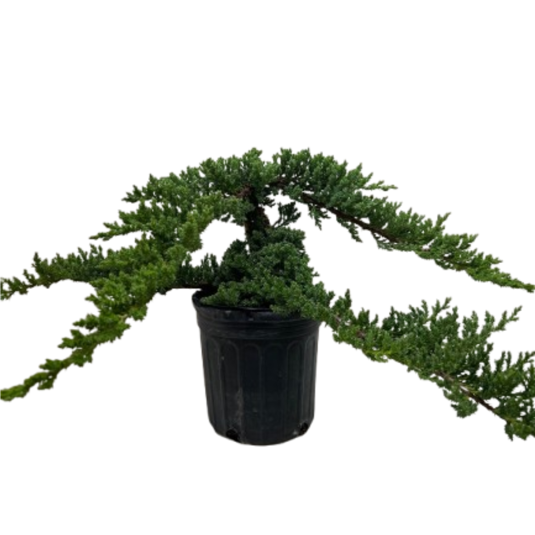 Bonsai Juniper – view 2