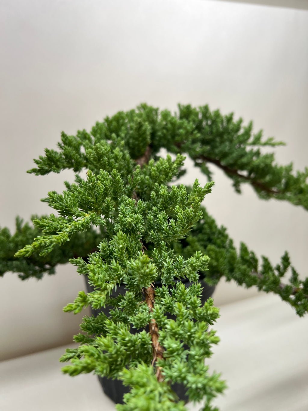 Bonsai Juniper – view 3
