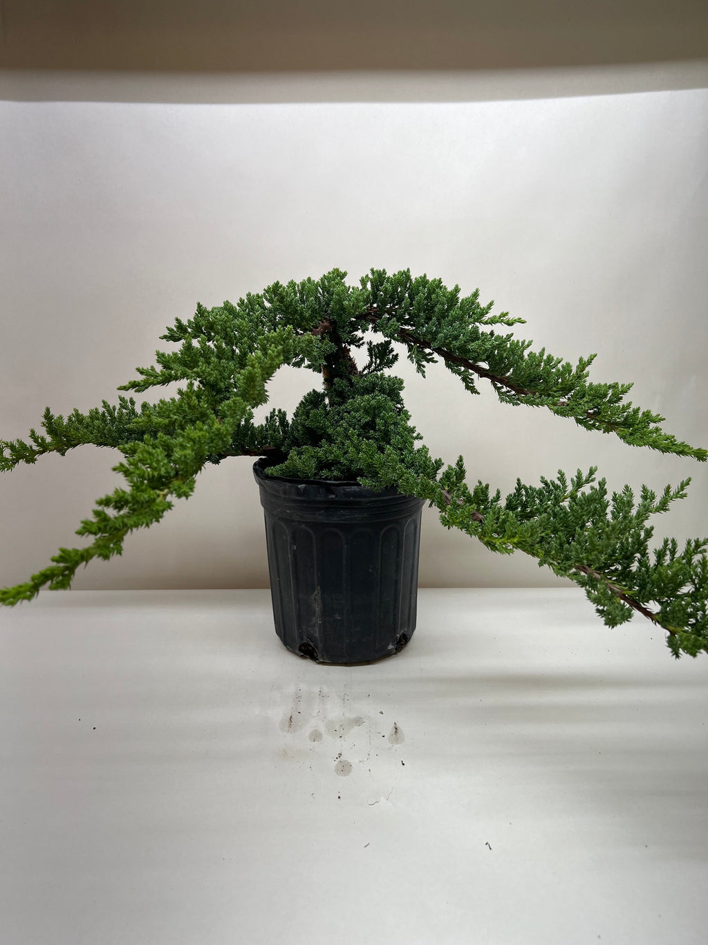 Bonsai Juniper – view 5
