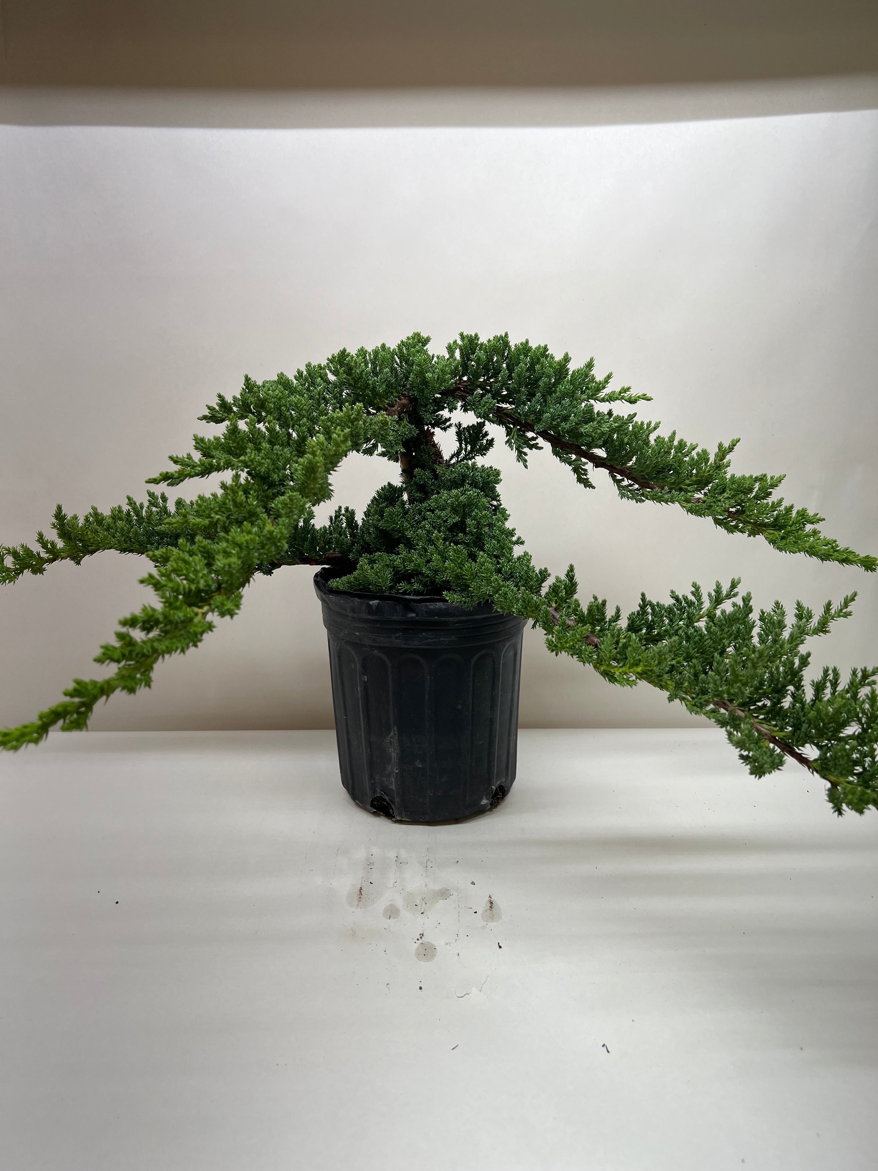 Bonsai Juniper – view 5