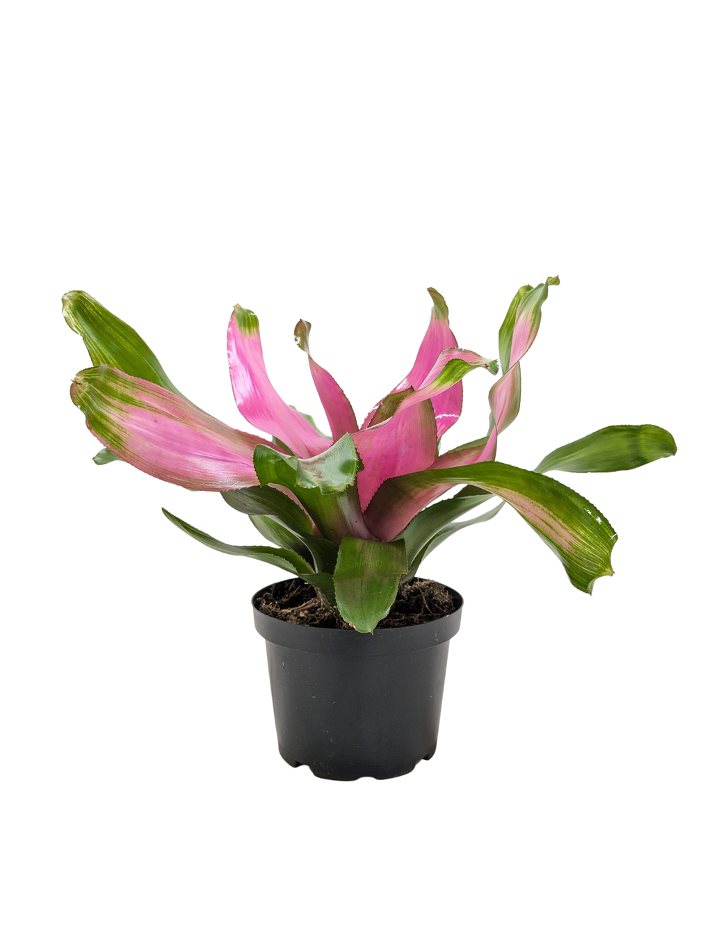 Bromeliad 'Donna' Live Plant