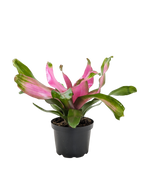Bromeliad 'Donna' Live Plant