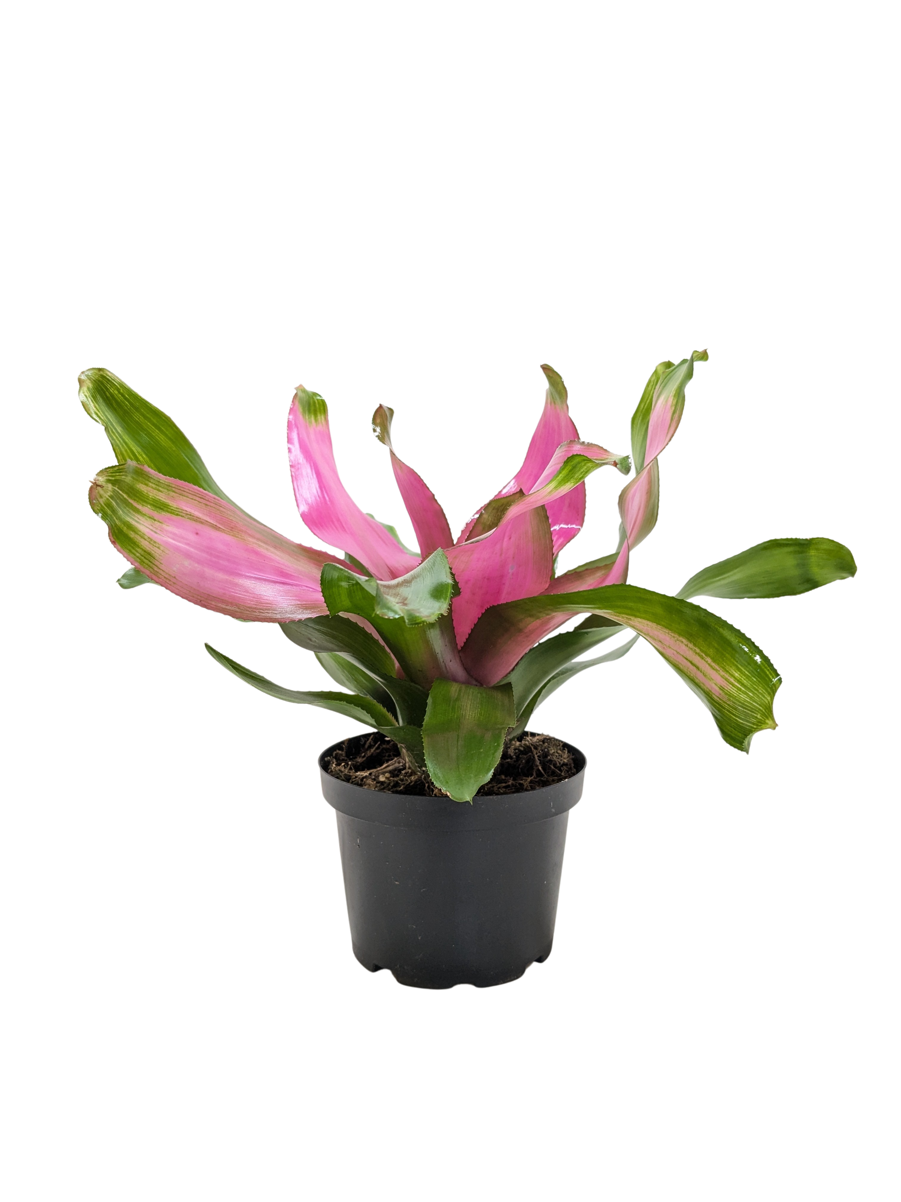Bromeliad 'Donna' Live Plant