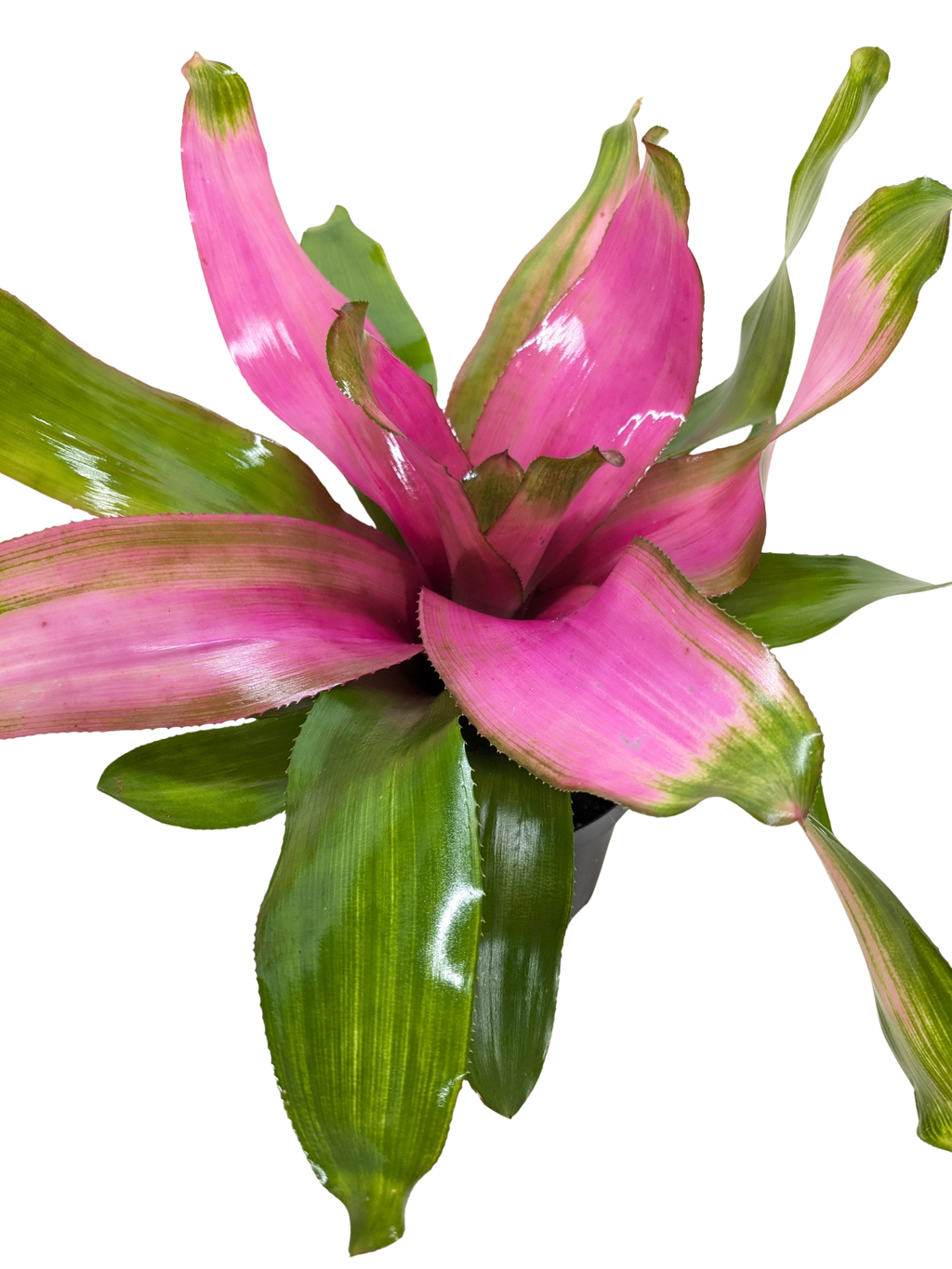 Bromeliad 'Donna' Live Plant