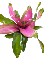 Bromeliad 'Donna' Live Plant