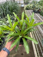 Bromeliad 'Fireball' – view 7