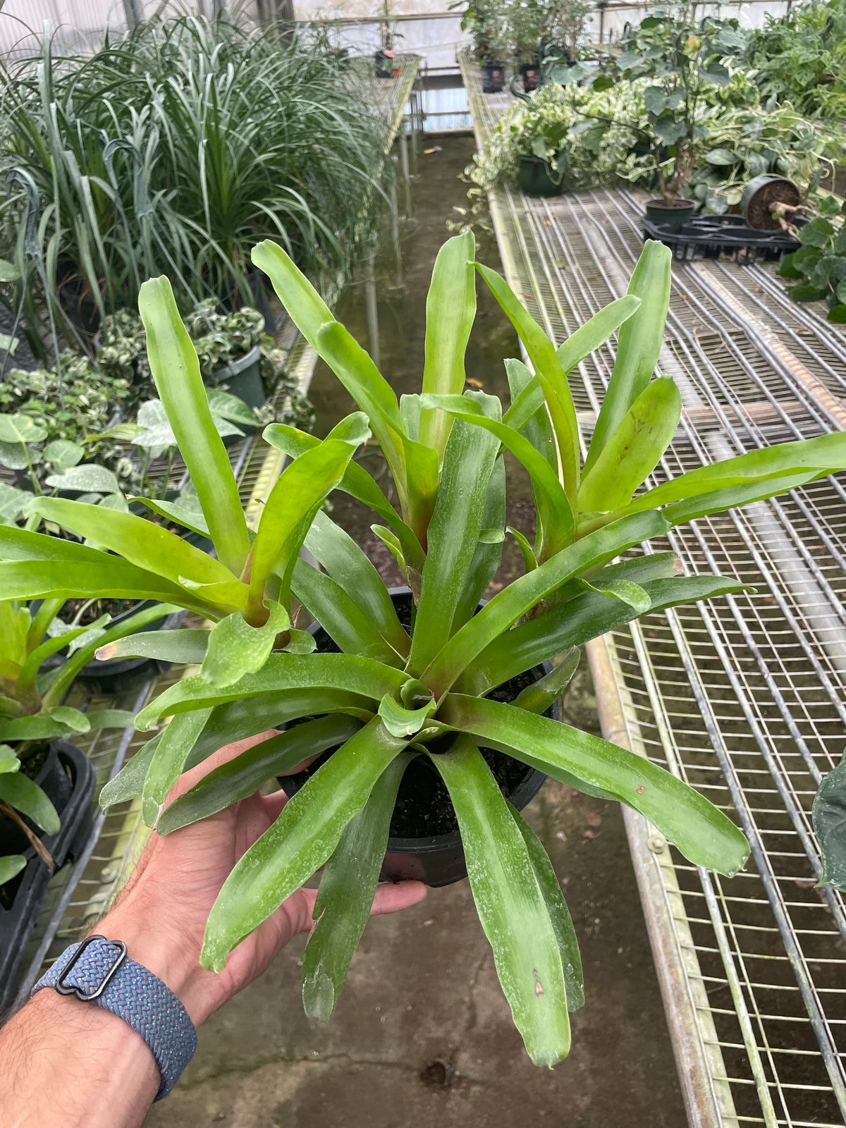 Bromeliad 'Fireball' – view 7