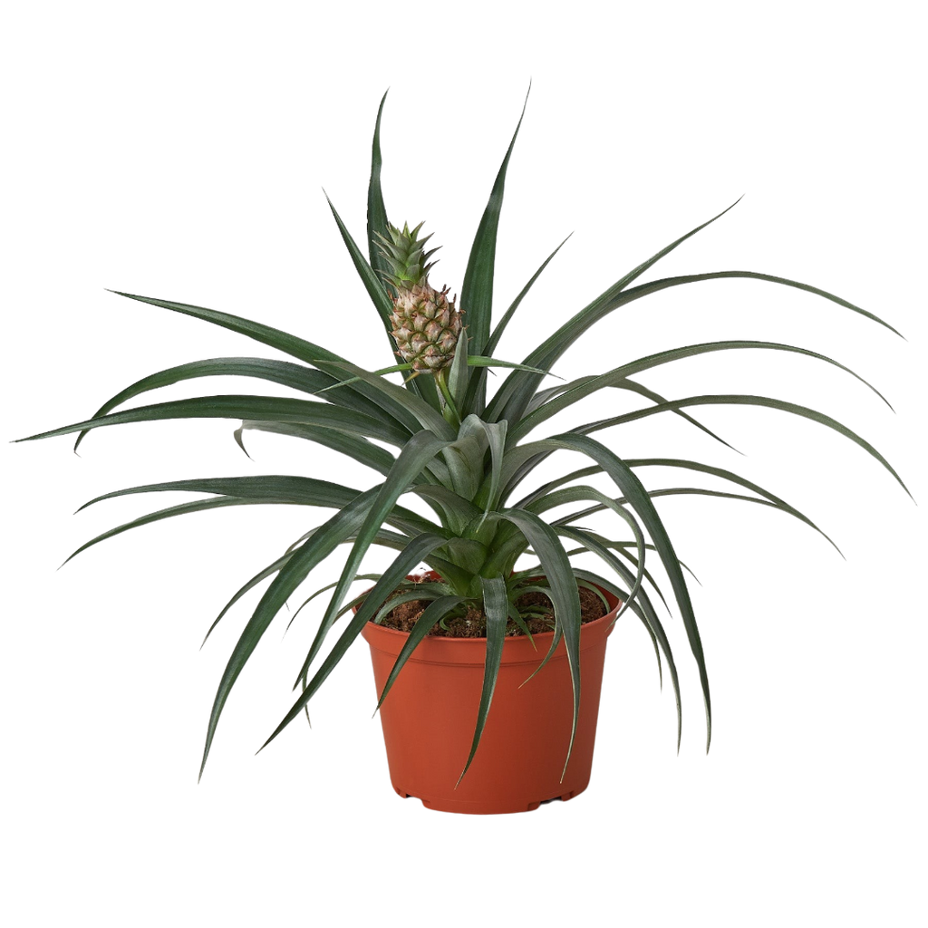 Bromeliad 'Yellow Pineapple' Live Plant