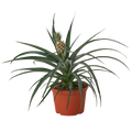 Bromeliad 'Yellow Pineapple' Live Plant