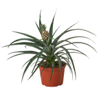 Bromeliad 'Yellow Pineapple'