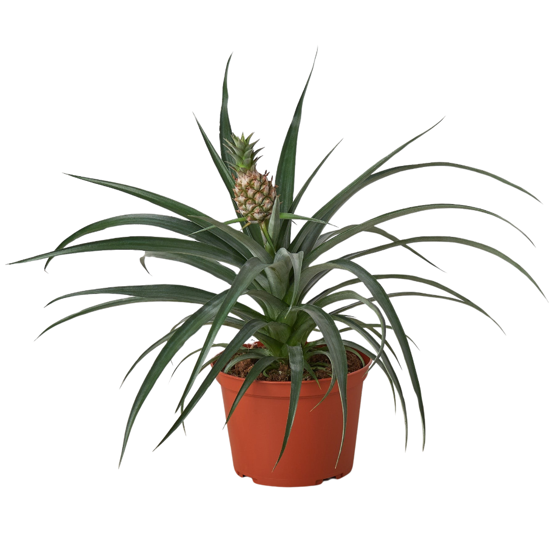 Bromeliad 'Yellow Pineapple' Live Plant