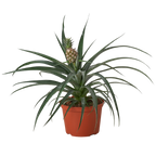 Bromeliad 'Yellow Pineapple' Live Plant