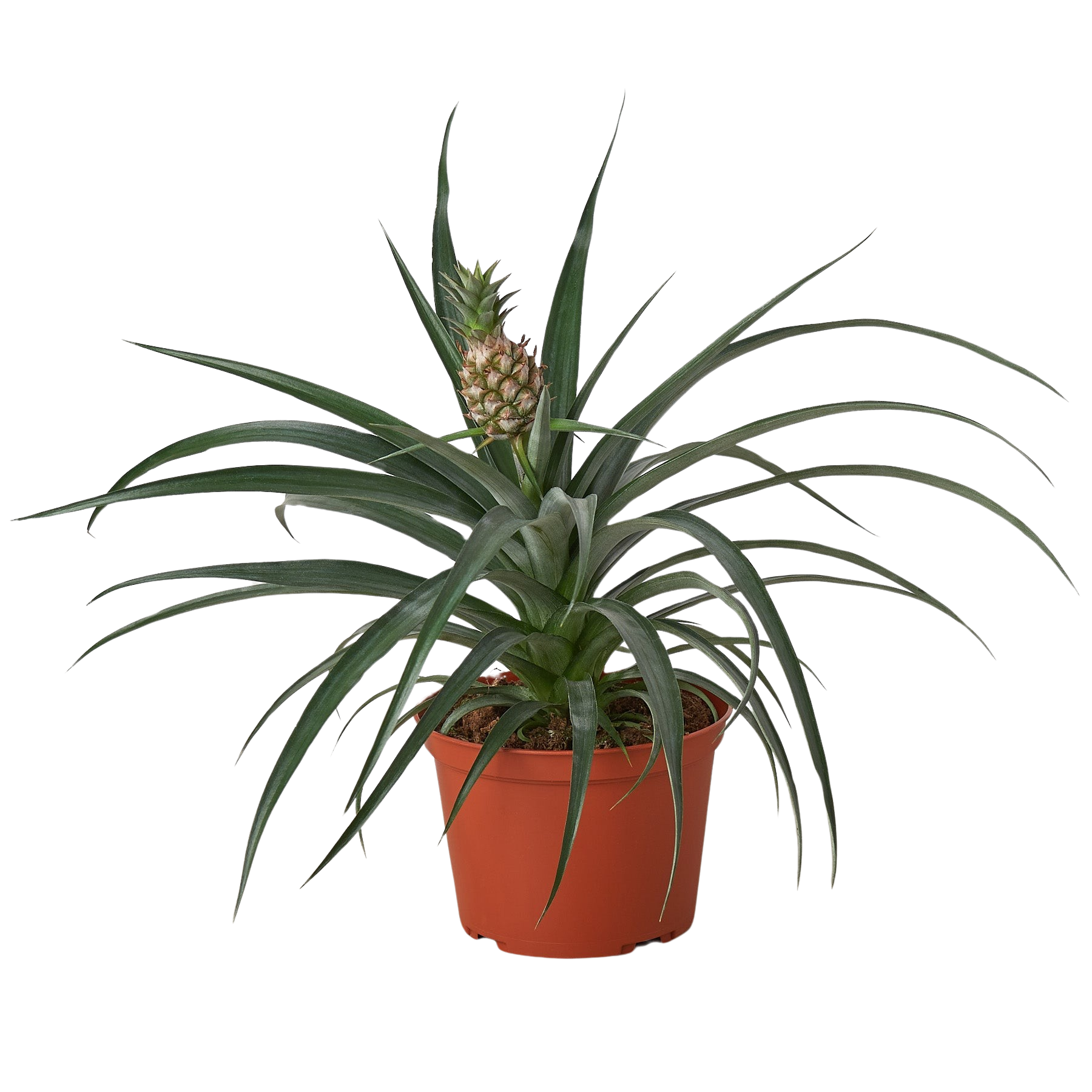 Bromeliad 'Yellow Pineapple' Live Plant