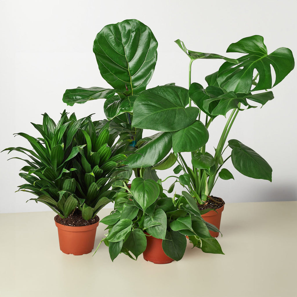 Best Selling Bundle – view 3