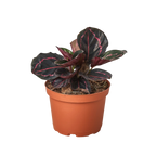 Calathea 'Dottie'