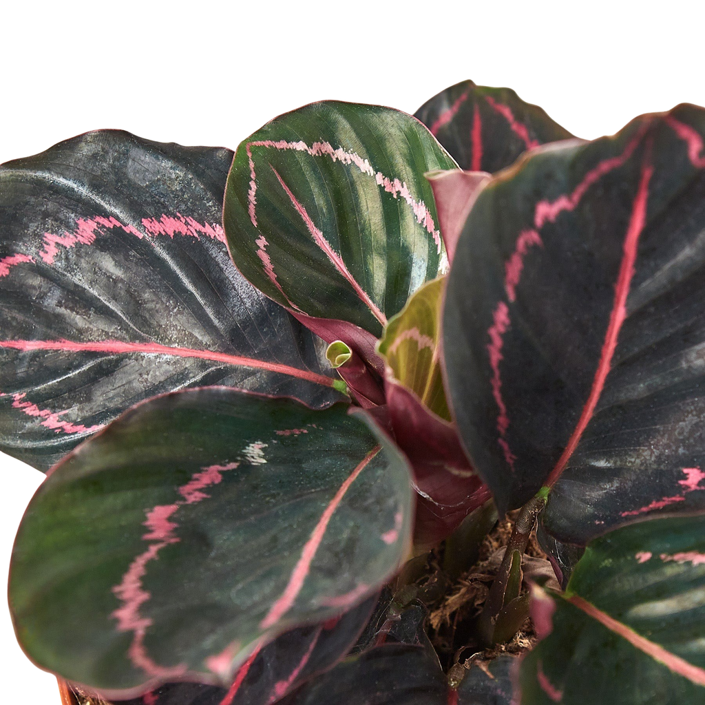 Calathea 'Dottie' – view 6
