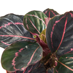 Calathea 'Dottie' – view 6