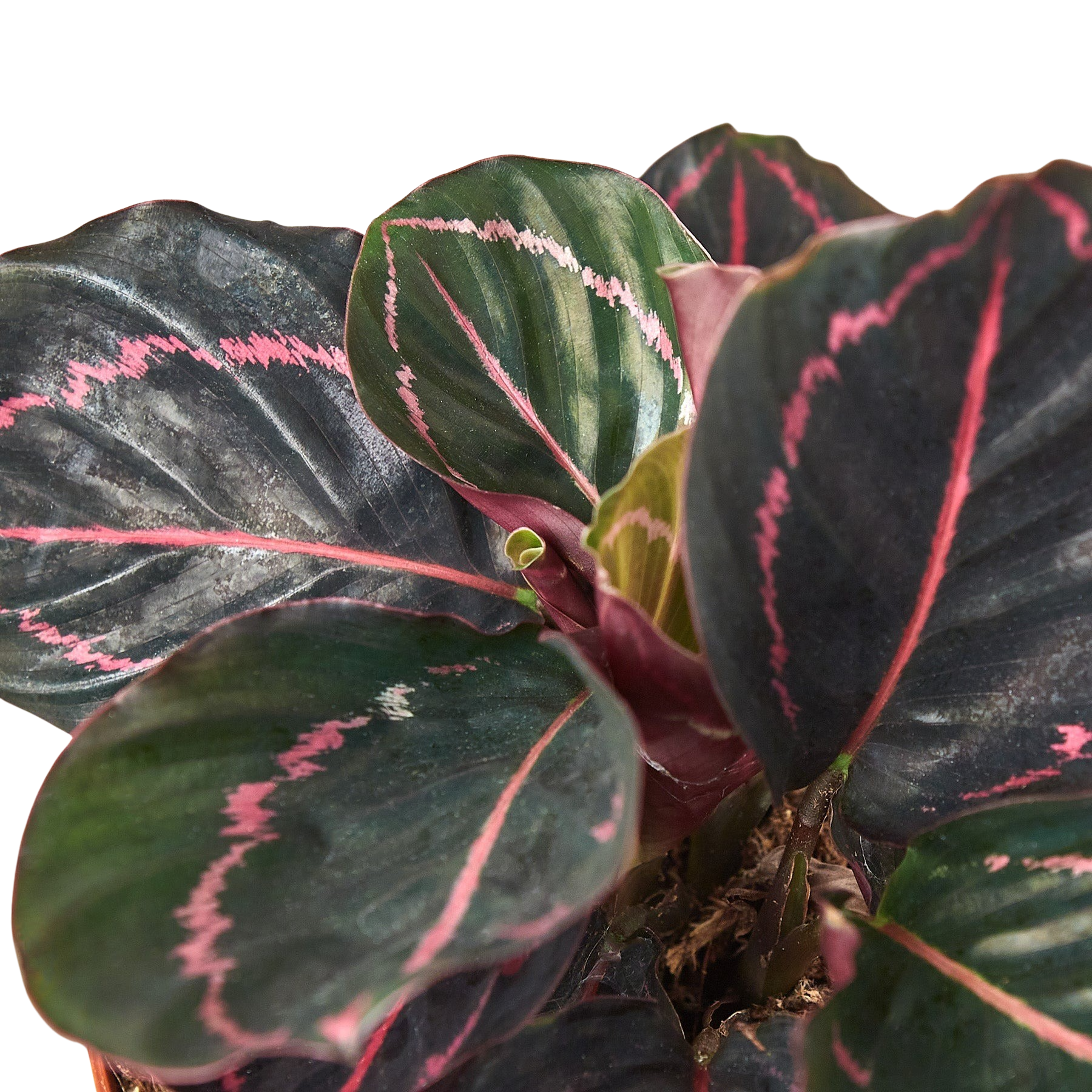 Calathea 'Dottie' – view 6