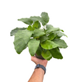 Calathea 'Musaica' Live Plant