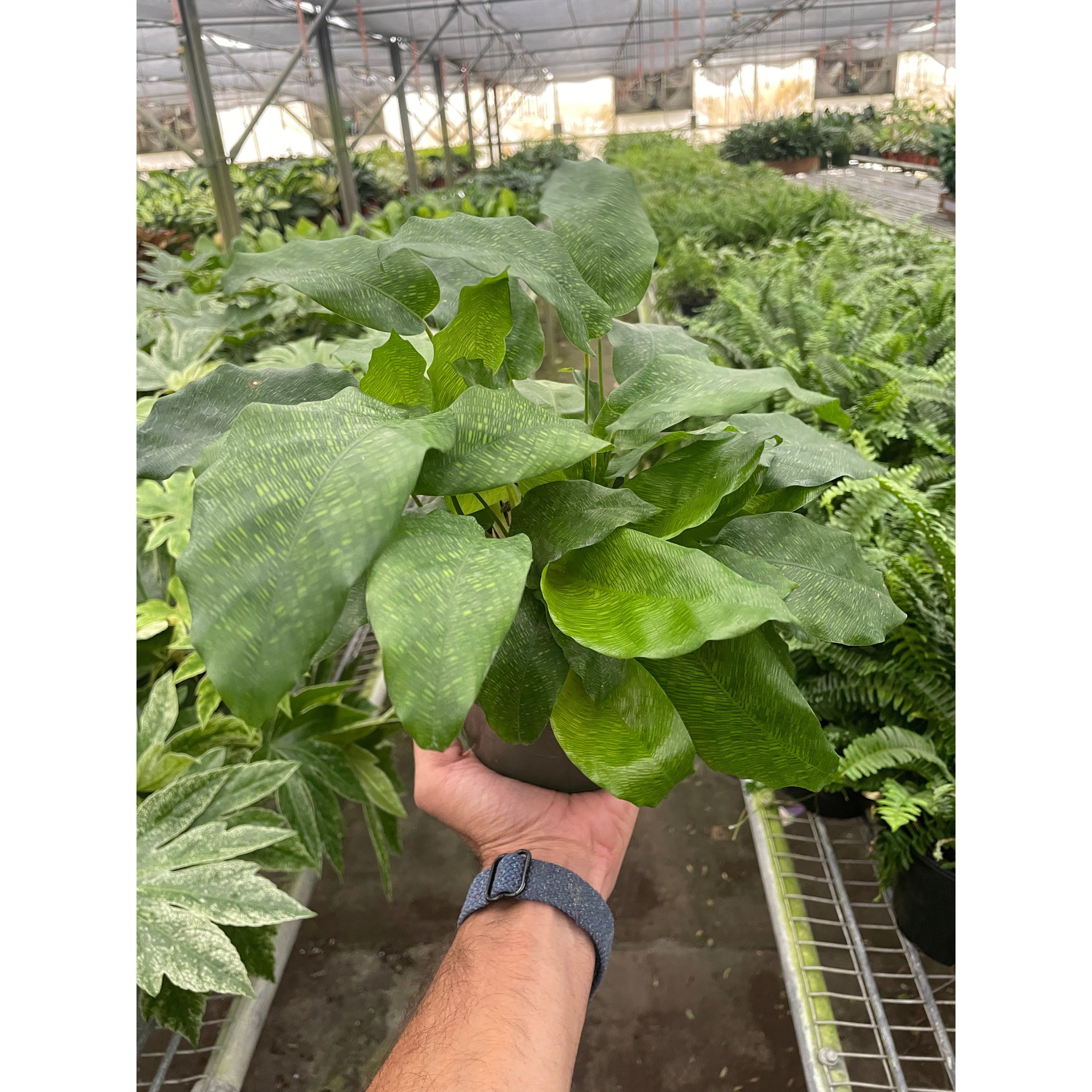 Calathea 'Musaica' Live Plant