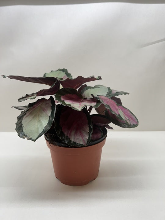 Calathea roseopicta 'Silvia' – view 5