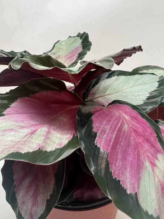 Calathea roseopicta 'Silvia' – view 6
