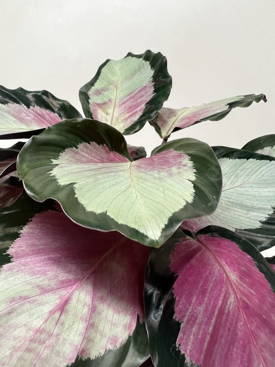 Calathea roseopicta 'Silvia' – view 7