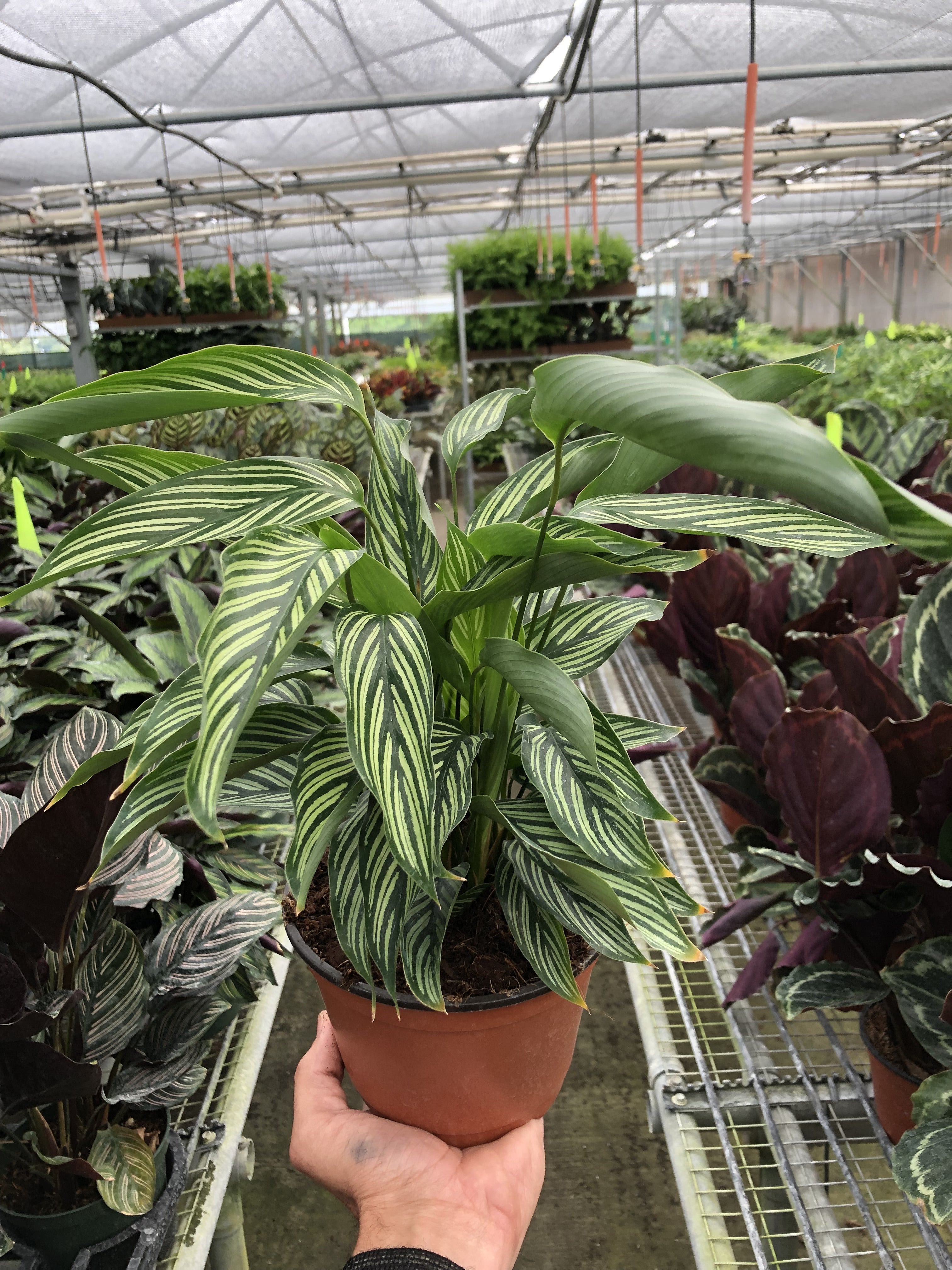 Calathea 'Vittata' – view 3