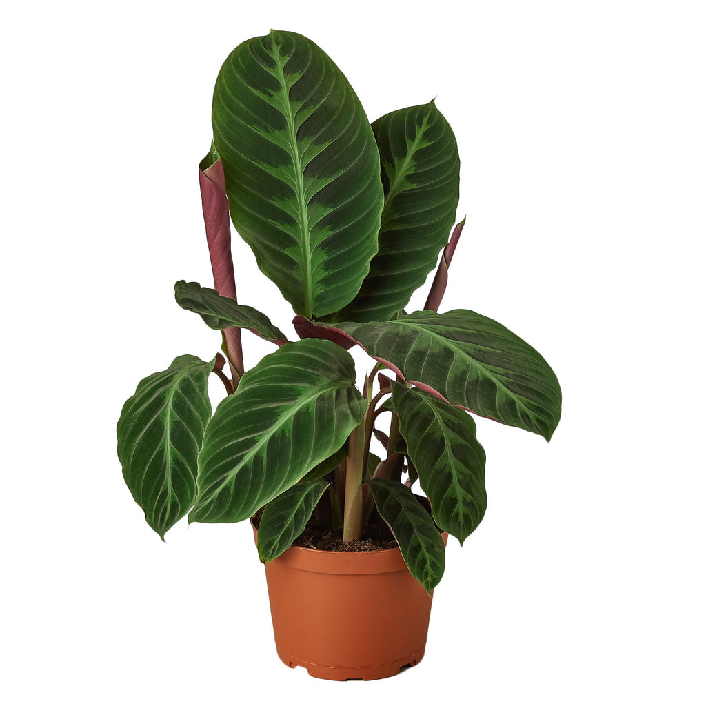 Calathea 'Warscewiczii' Live Plant