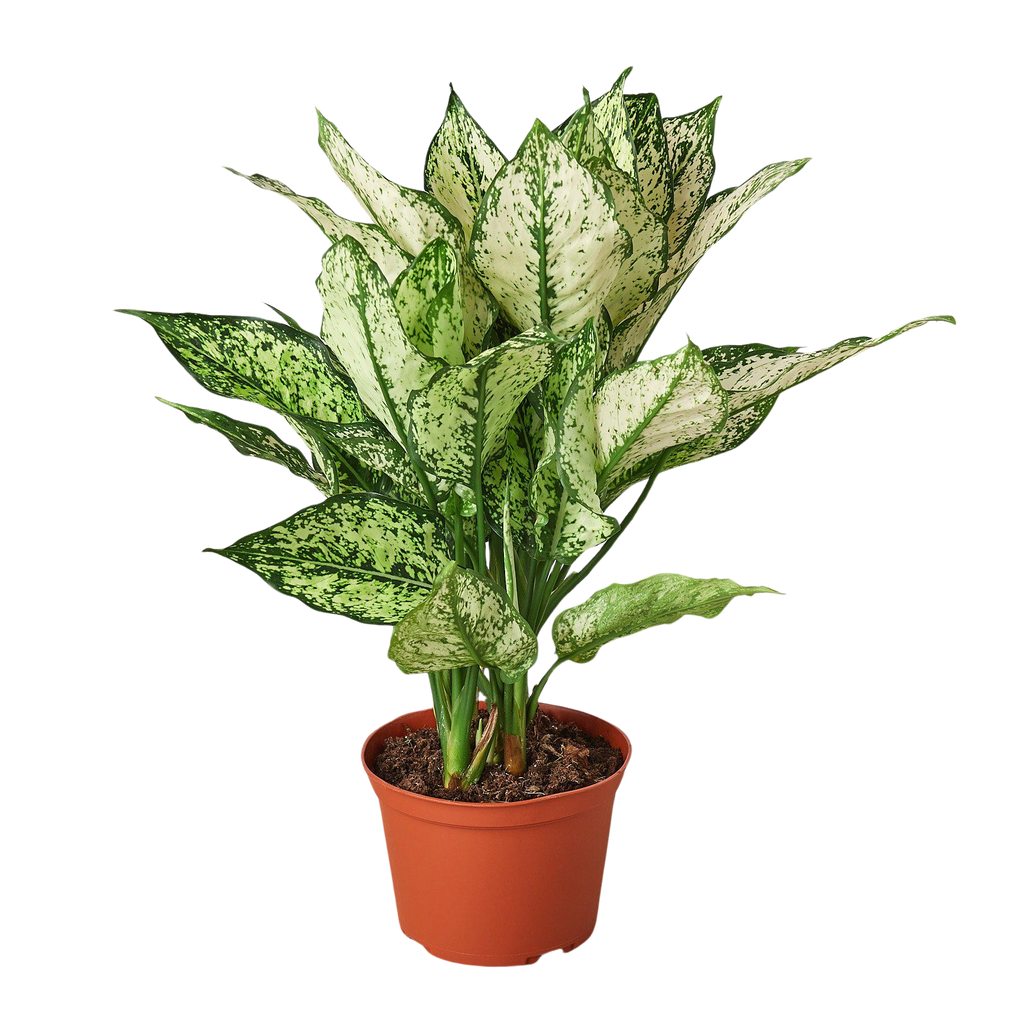 Chinese Evergreen 'First Diamond' – view 4