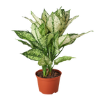 Chinese Evergreen 'First Diamond' – view 4
